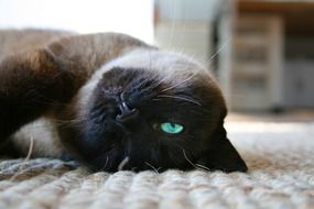 cat's eye portrait