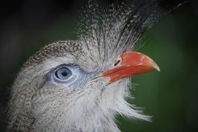 charming Bird Head