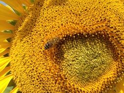 the bees sitting on sunflower macro