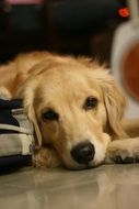 golden retriever laying on the floor