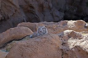 white tiger on the rocks