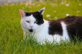 black and white cat is lying on the meadow close-up on blurred background
