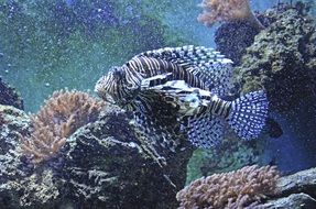 exotic inhabitants of the underwater world