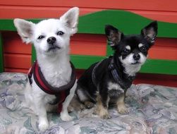 black and white chihuahua on the bed