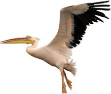 White Pelican in flight