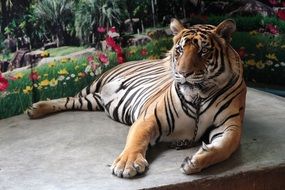 the tiger lies on a stone surface