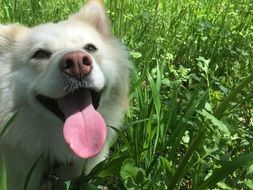 portrait of White Dog with open mouth