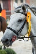 grey Horse head with award on bridle