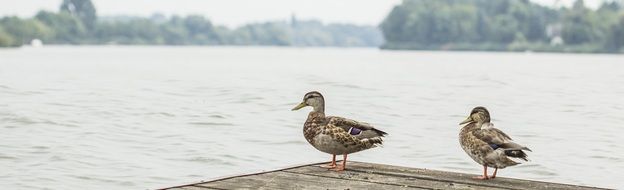 duck couple on the pier
