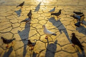 Pigeons Birds