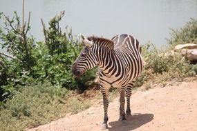 zebra in safari in africa