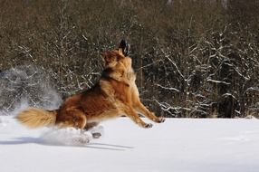 Dog Play Jump