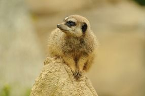 meerkat on a sandy hill