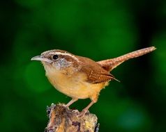 perched carolina wren