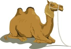 Camel Resting drawing