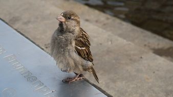 sparrow on a granite slab