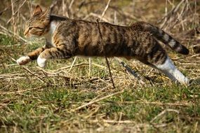 jumping domestic cat