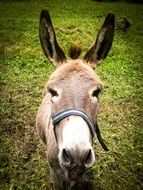 photo portrait of a donkey on a farm