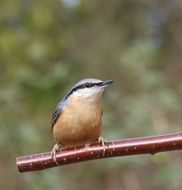 nuthatch sits on a branch