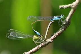 beautiful and amazing Dragonflies on the plant