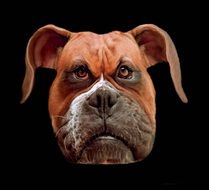 Portrait of boxer dog