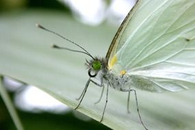 detailed photo of the butterfly