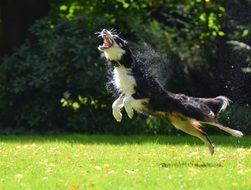 funny collie dog hunting soap bubbles