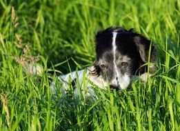 black and white dog relaxing in green grass