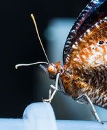 just hatched butterfly