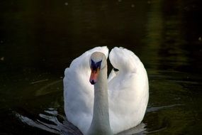 white swan is a water bird