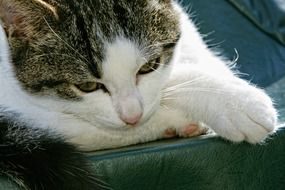 domestic cat relaxes