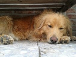 tired dog hybrid