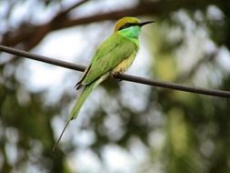 Beeeater, Small Green bird close up