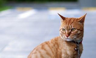 portrait of red angry Cat