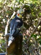 parrot with an orange spot on a stump