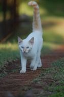 white kitten is walking along the road