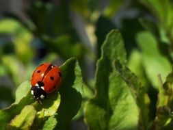 ladybug on a green leaf in the garden