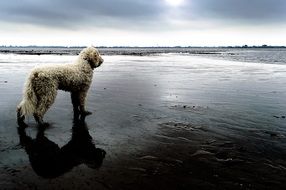 Goldendoodle, white Dog on wild Beach