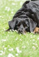 Sweet Dog On Meadow laying