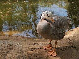 grey duck on the bank