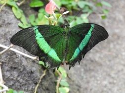 Green exotic butterfly