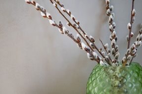 willow branches in vase