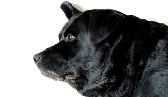 photo of black labrador