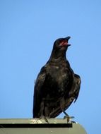 raven in the bright sun