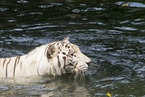 white tiger floats on water