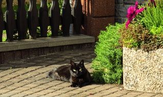 relaxing black cat