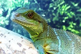 Green lizard in the wild