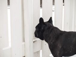 black french bulldog looking thorough fence