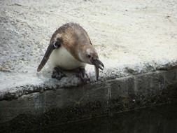 penguin jumps from the parapet