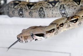 snake on a white surface